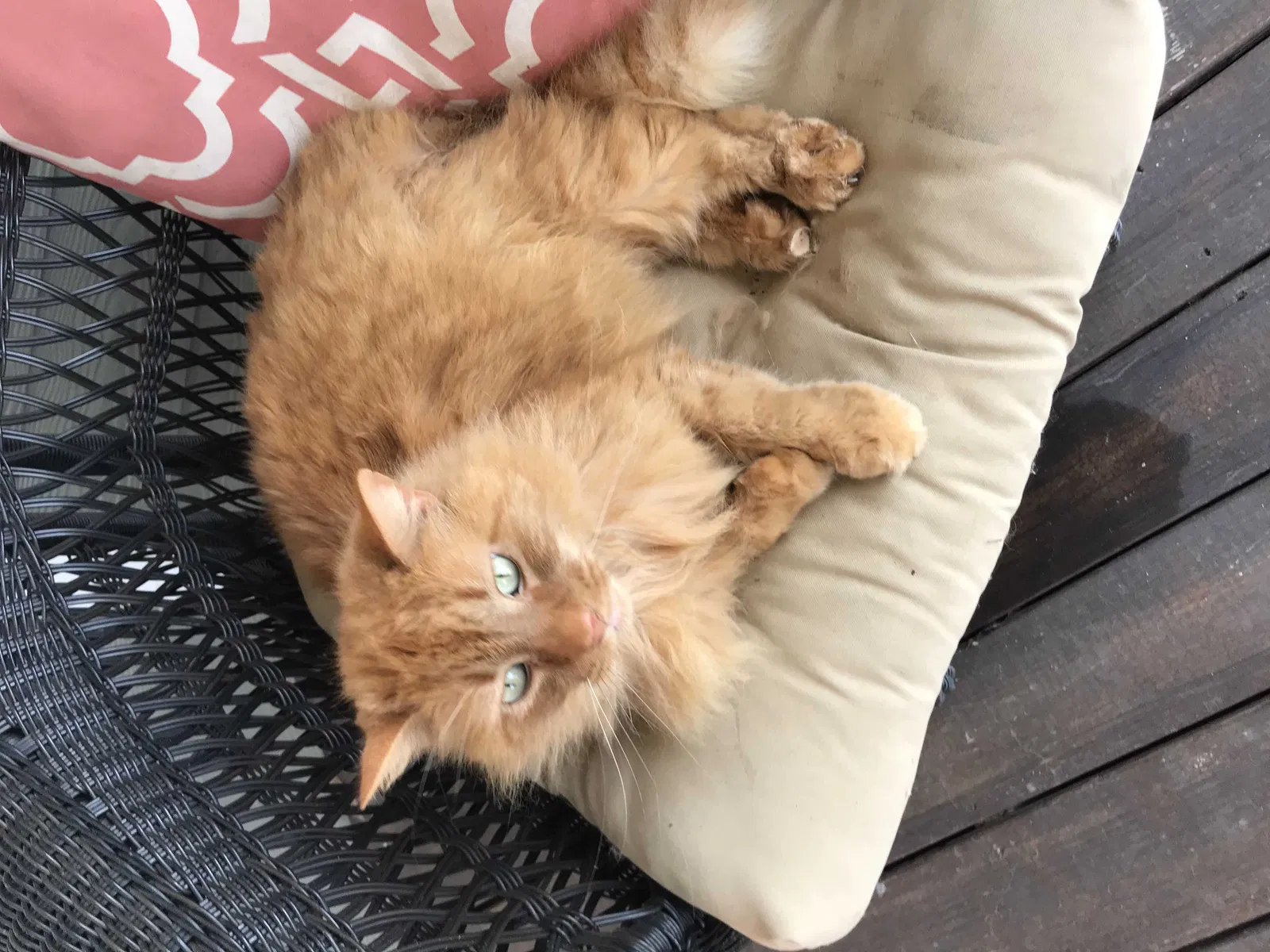 Lost cat in Rome, GA, 30161