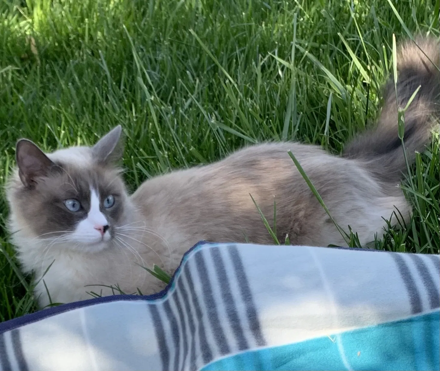 Lost cat in Overland Park, KS, 66221