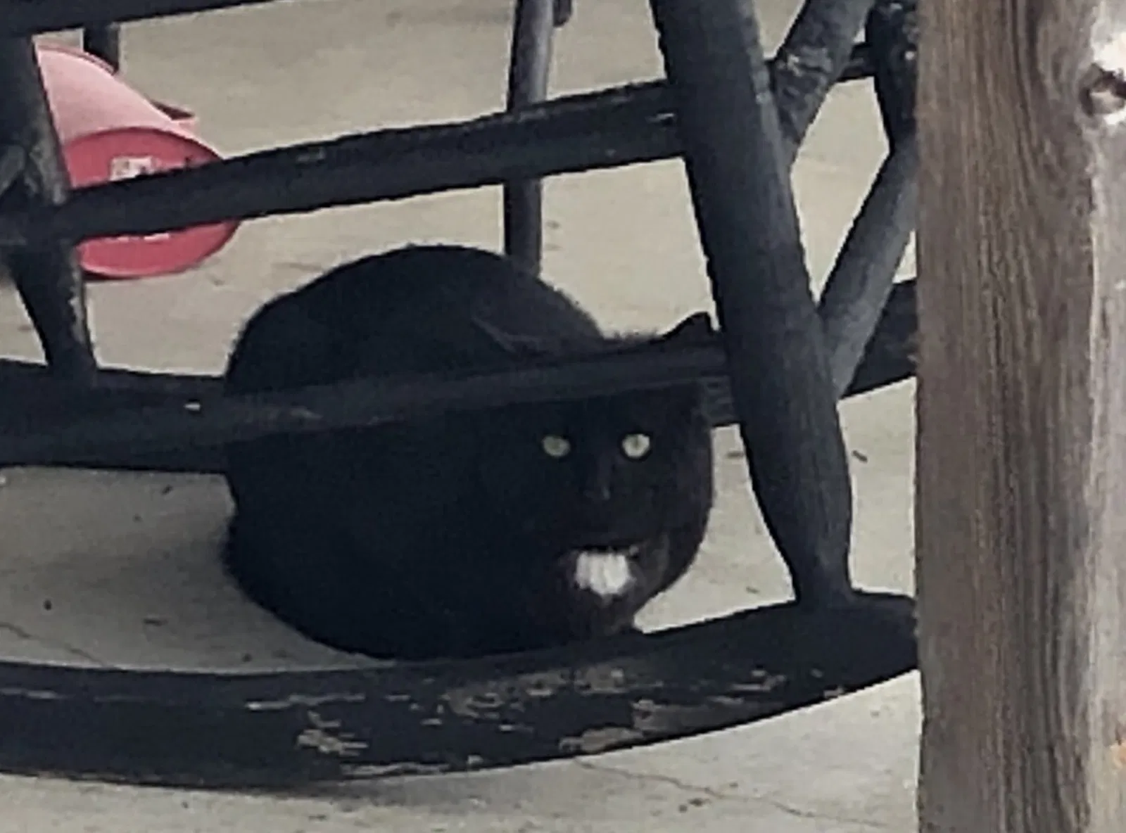 Lost cat in Kalamazoo, MI, 49009