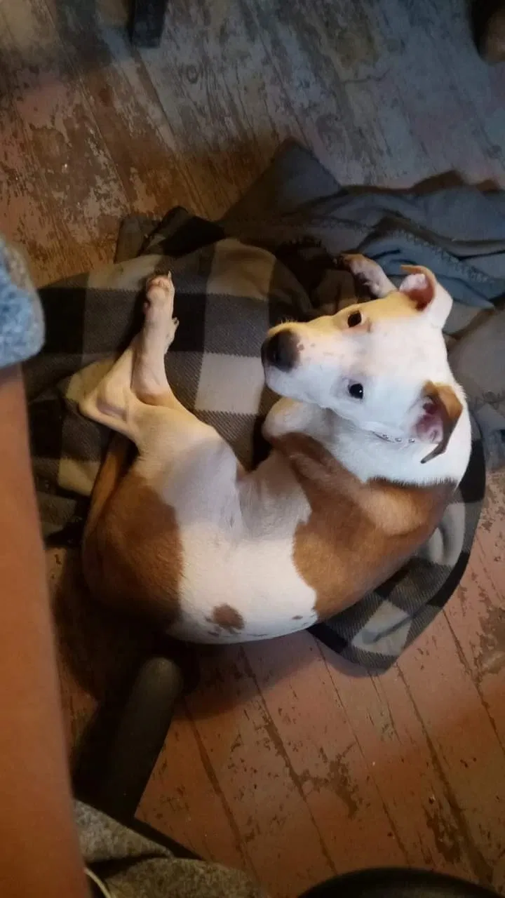 Lost dog in Corpus Christi, TX, 78404