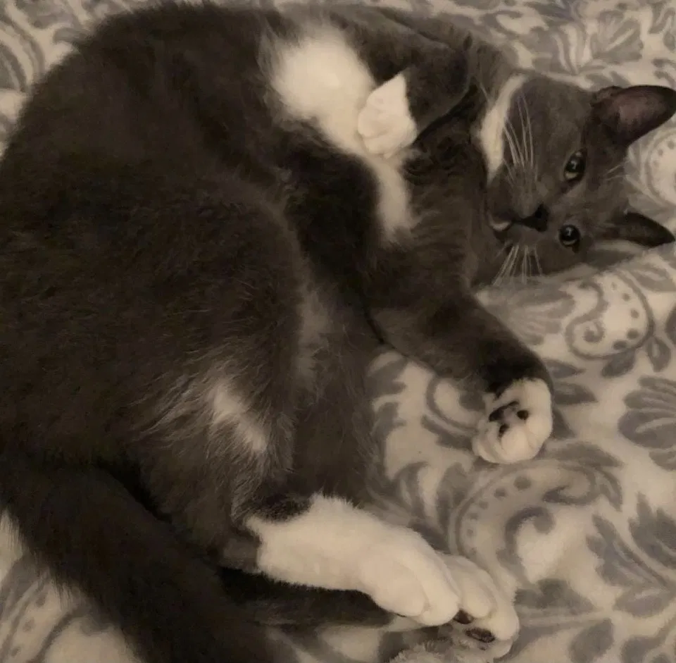 Lost cat in San Antonio, TX, 78233