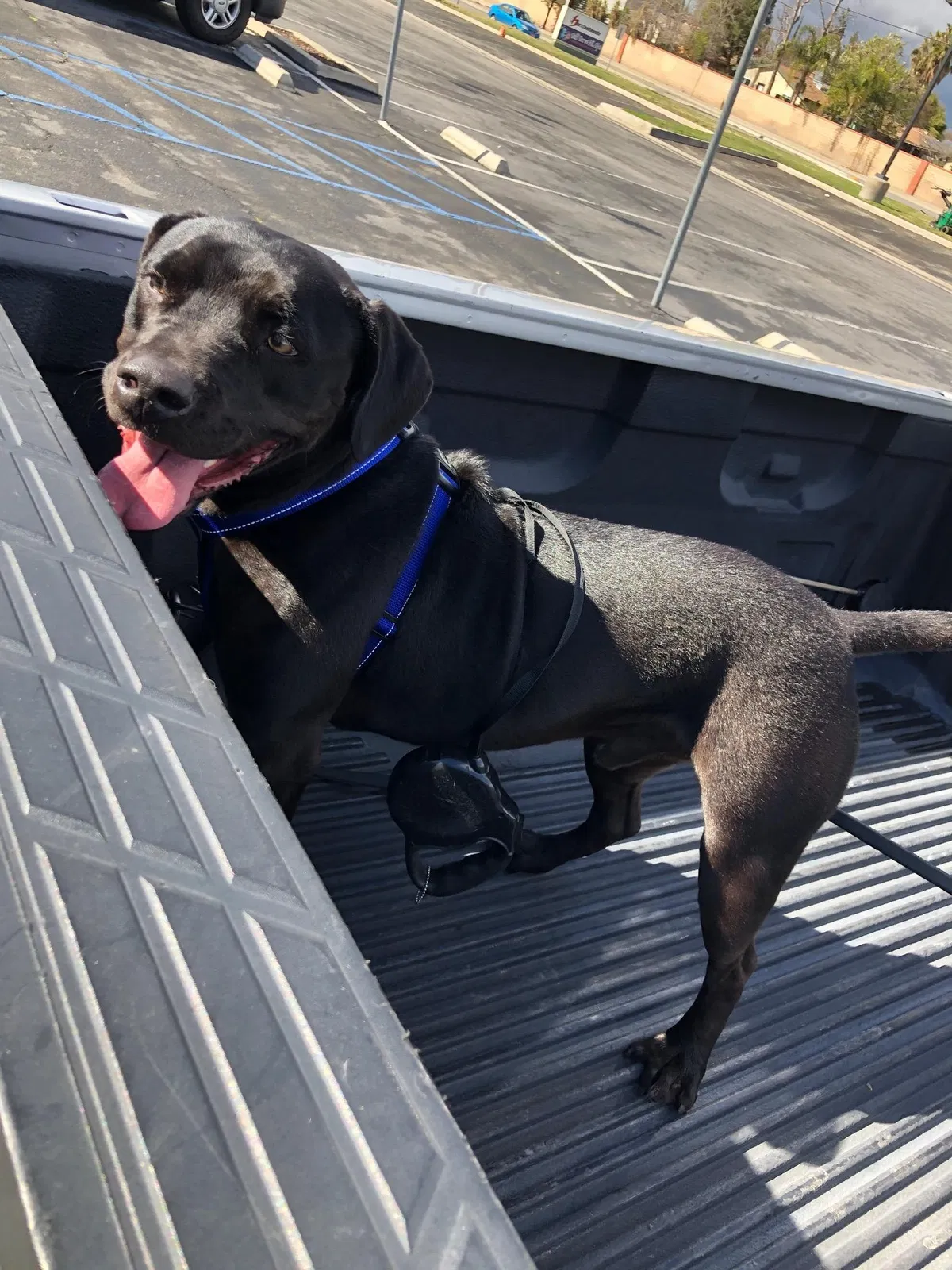 Lost dog in Bakersfield, CA, 93313