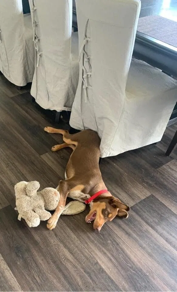 Lost dog in Mannford, OK, 74044