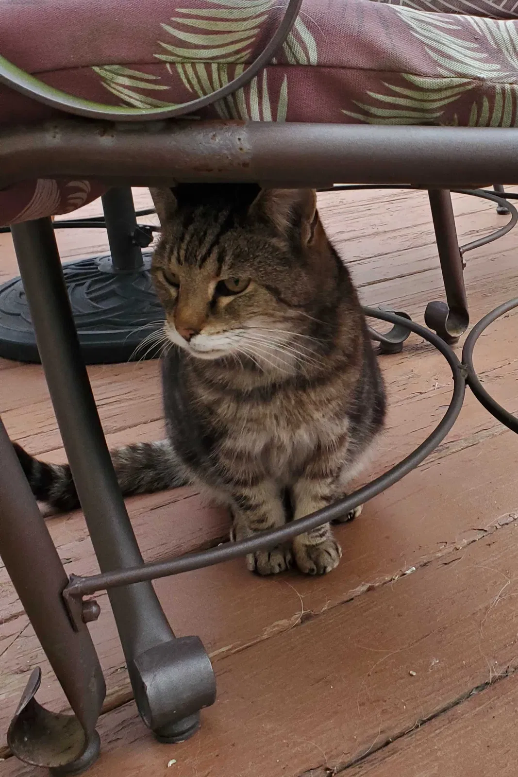 Lost cat in New Haven, CT, 6515