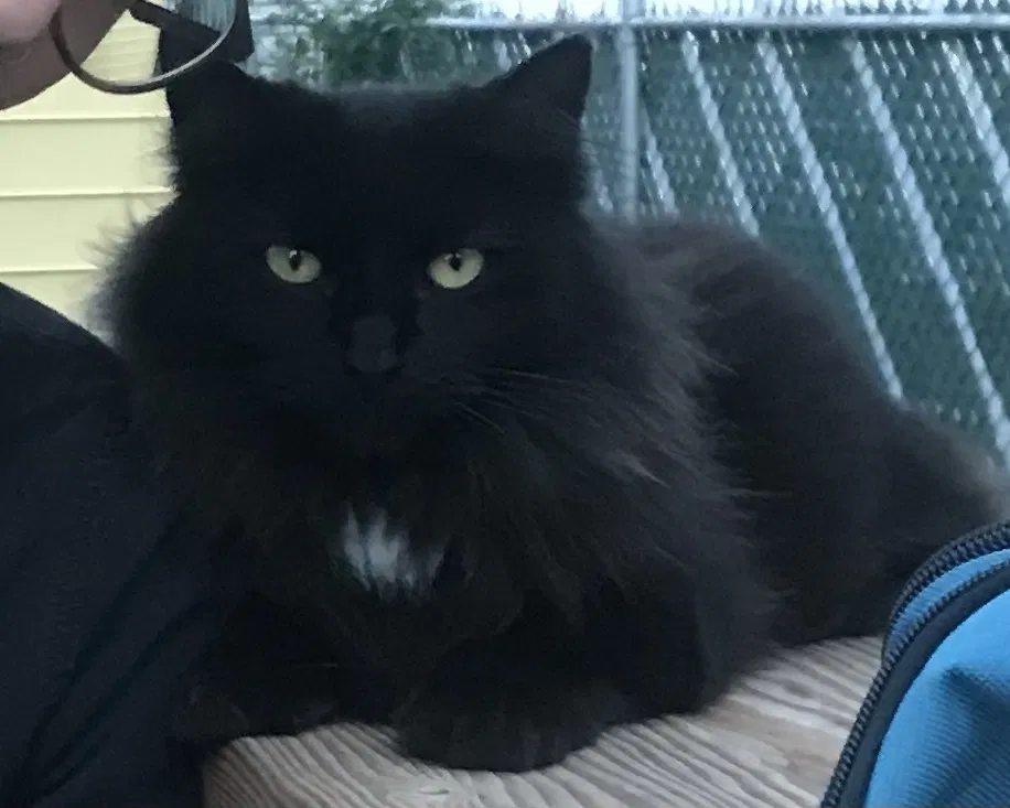 Lost cat in Ronkonkoma, NY, 11779