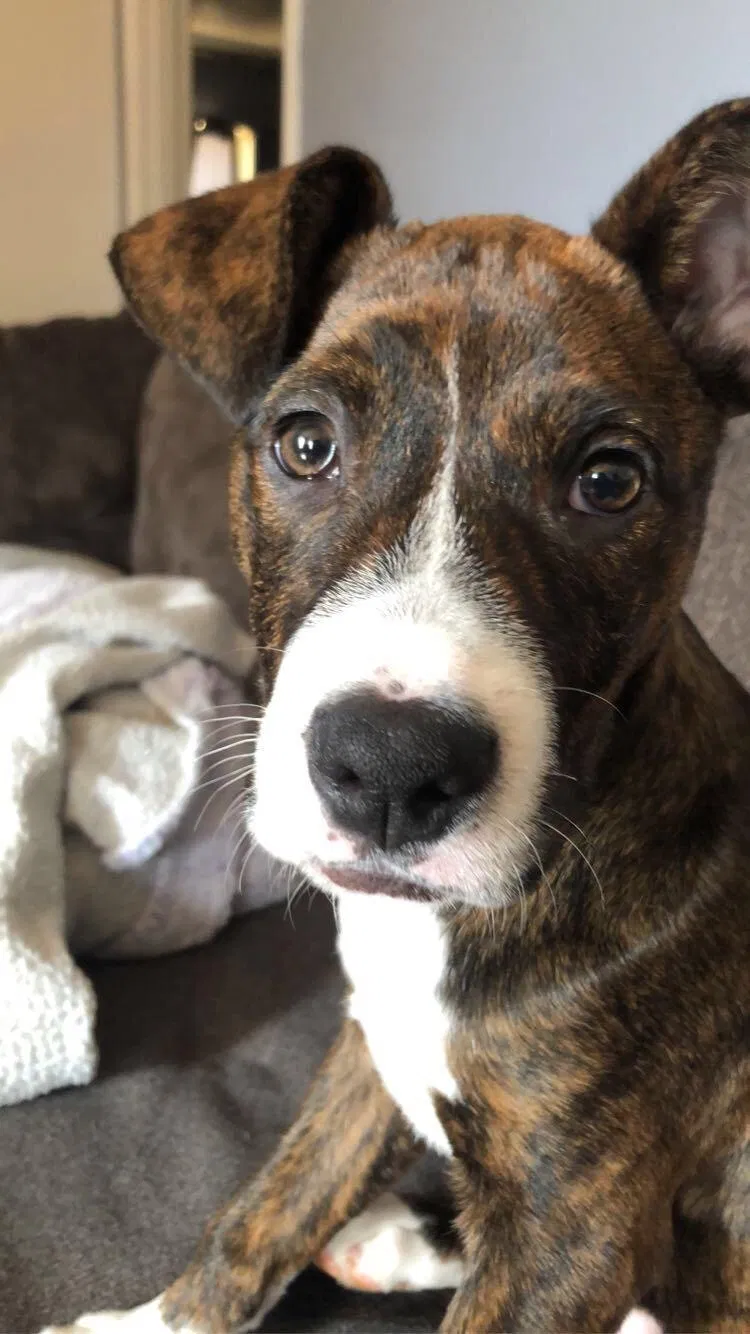 Lost dog in Murfreesboro, TN, 37129