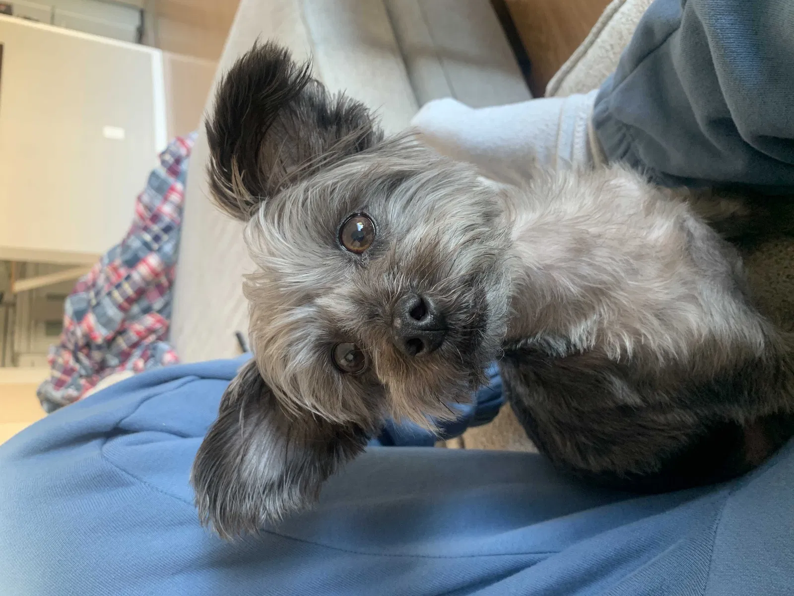 Lost dog in Los Angeles, CA, 90018