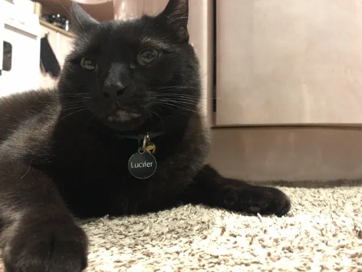 Lost cat in Staten Island, NY, 10312
