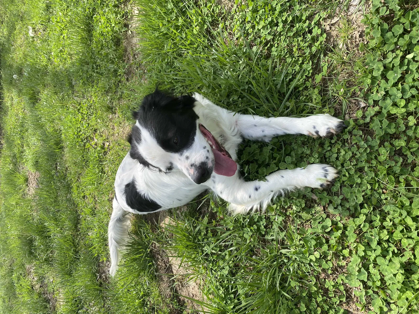 Lost dog in Mocksville, NC, 27028
