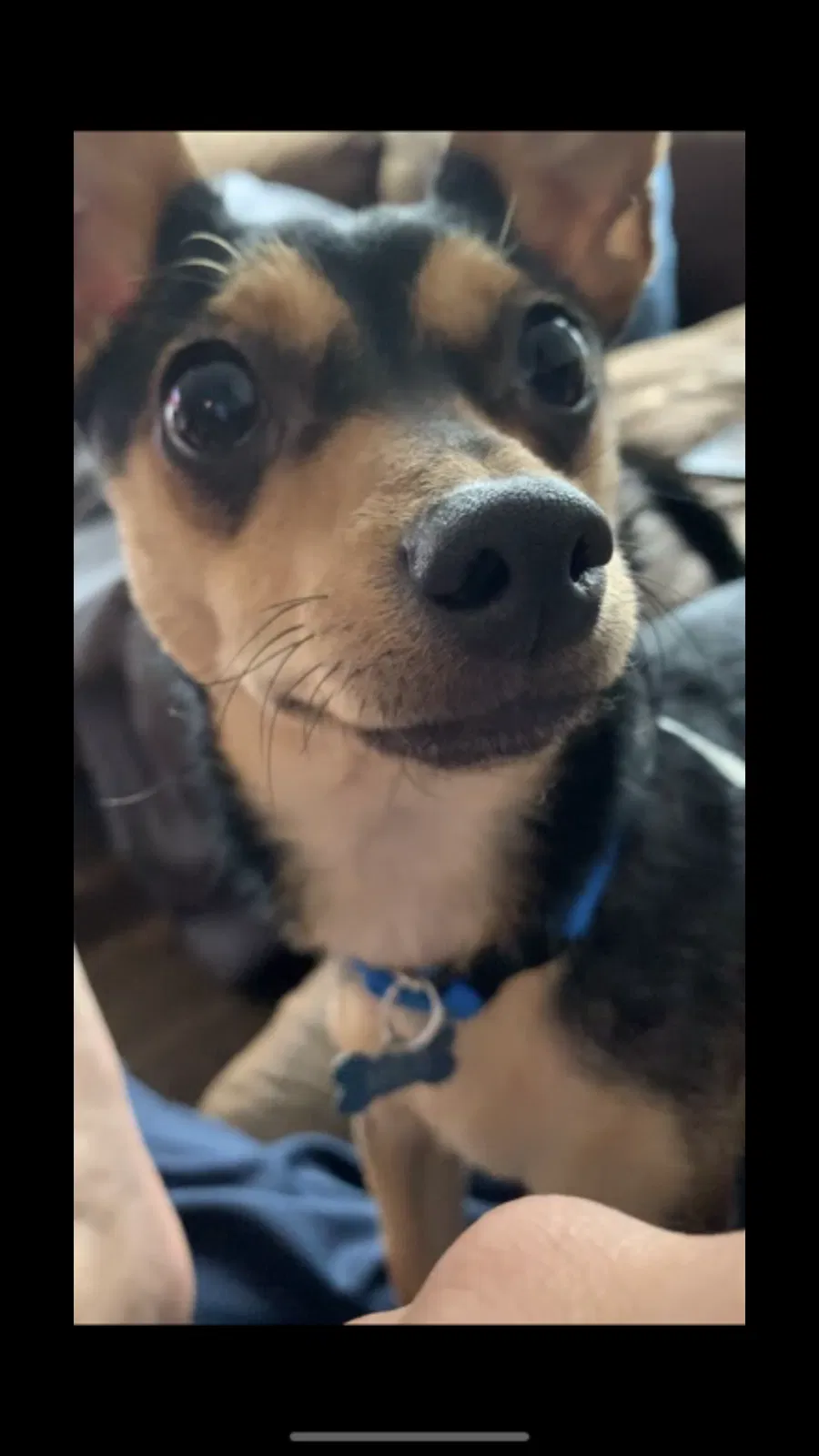 Lost dog in Edinburg, TX, 78541