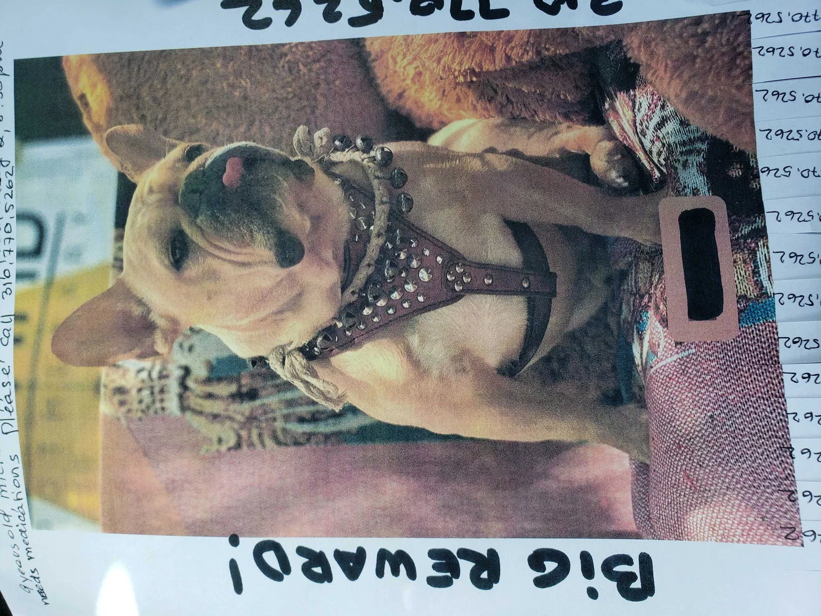 Lost dog in Marina Del Rey, CA, 90292