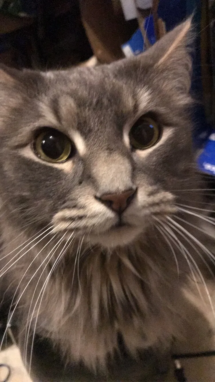 Lost cat in Saint Bonifacius, MN, 55375