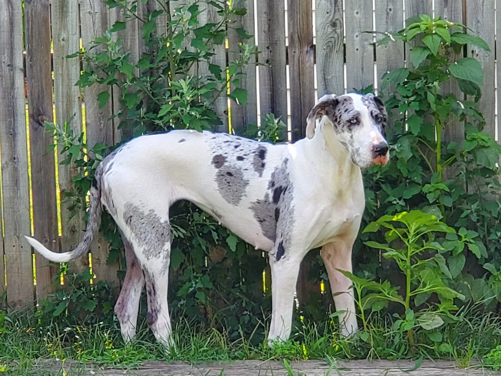 Lost dog in Mc Lain, MS, 39456