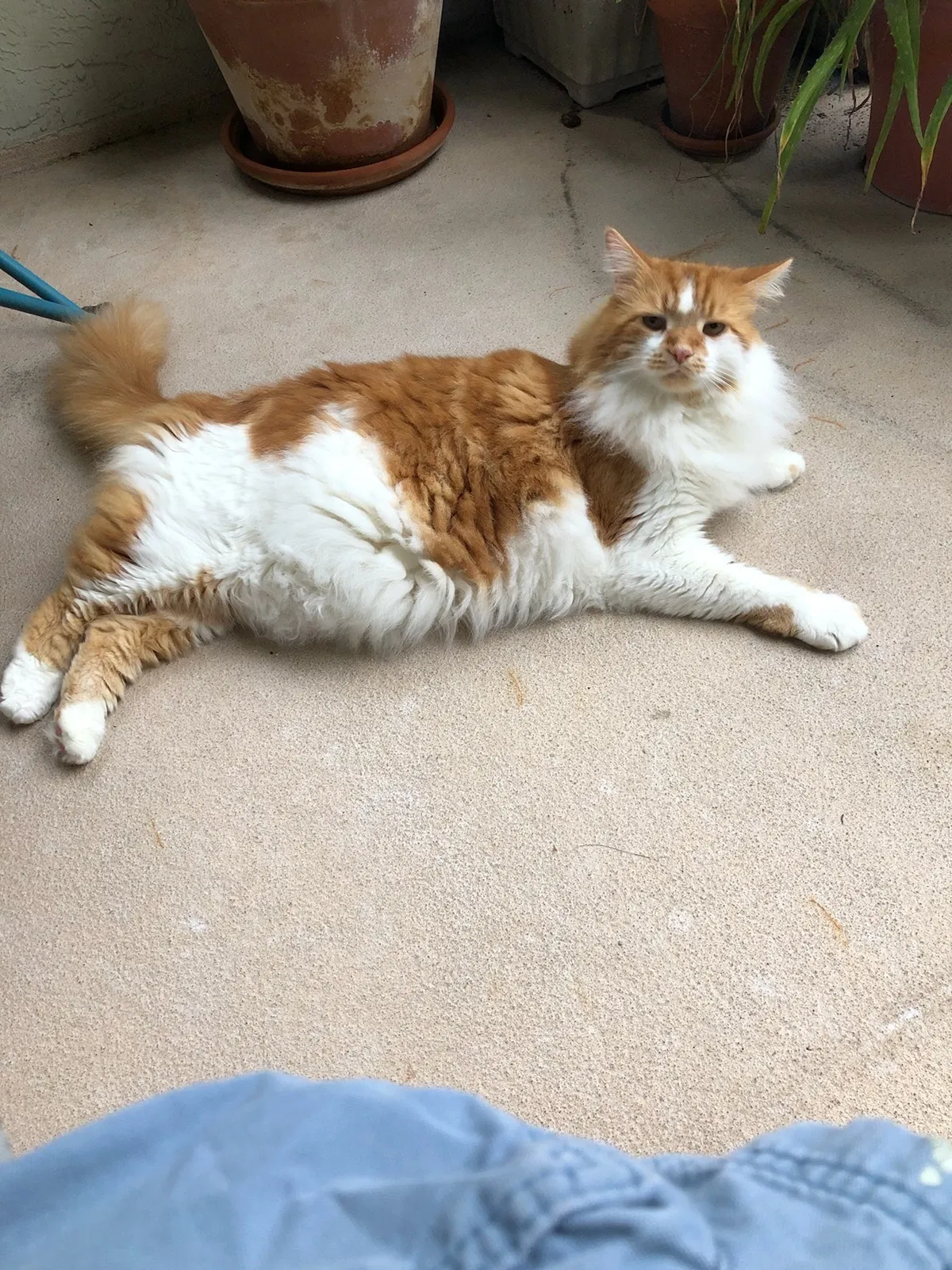 Lost cat in Saint Augustine, FL, 32086