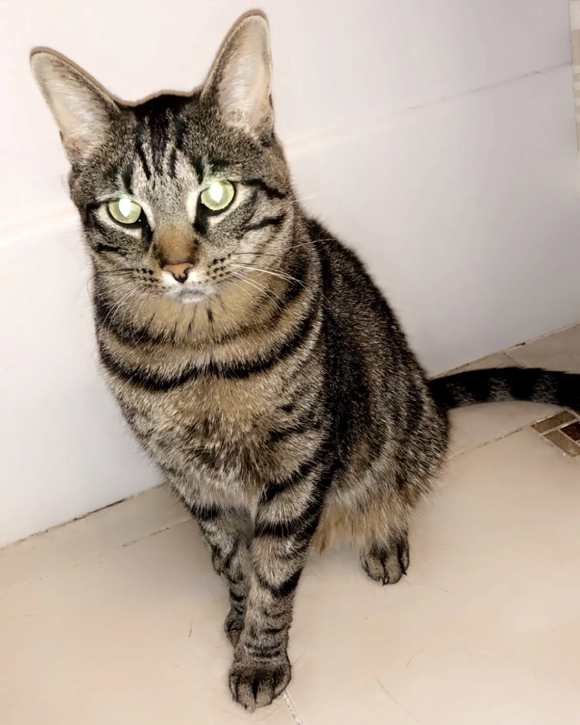 Lost cat in Frankfort, IL, 60423