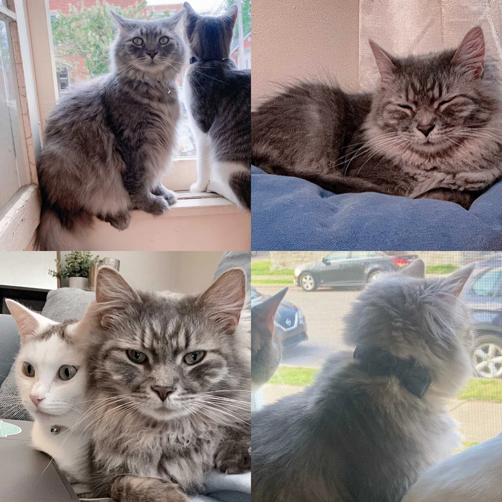 Lost cat in Columbus, OH, 43214