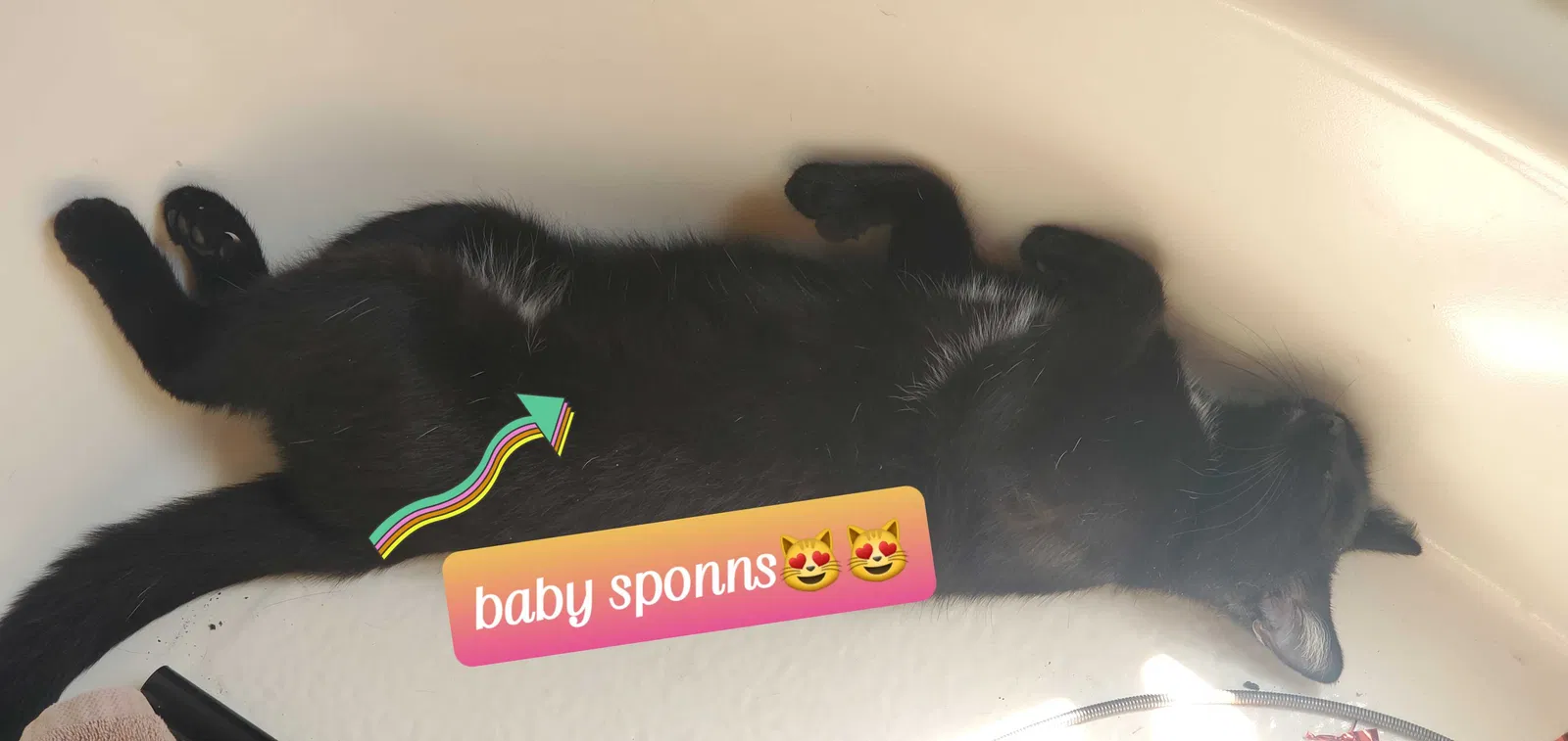 Lost cat in Lawton, OK, 73505