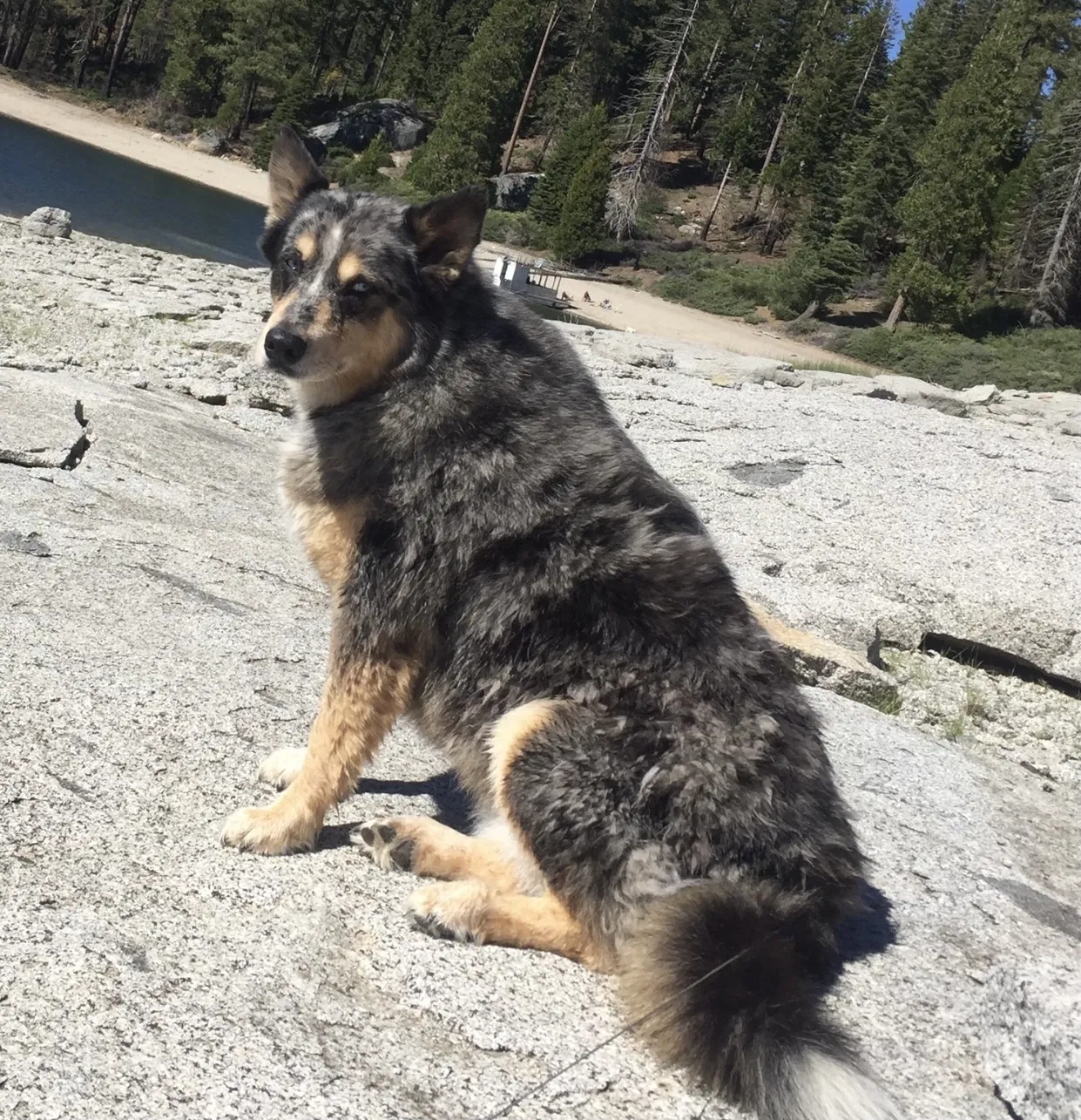 Lost dog in Fresno, CA, 93725