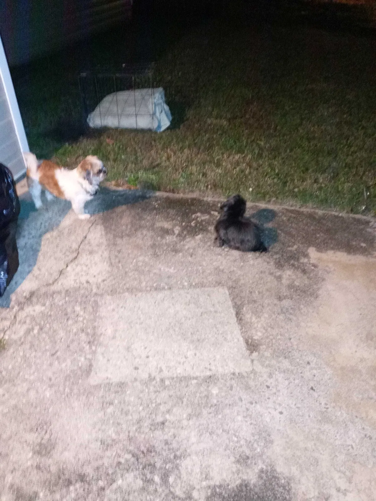 Lost dog in Centerville, GA, 31028