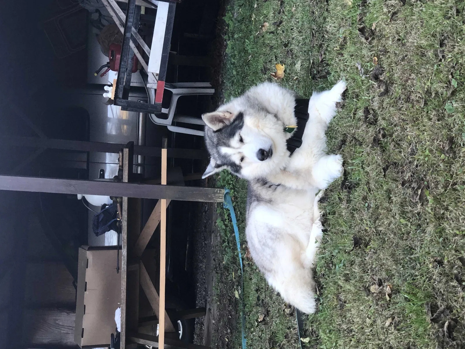 Lost dog in Chattanooga, TN, 37415