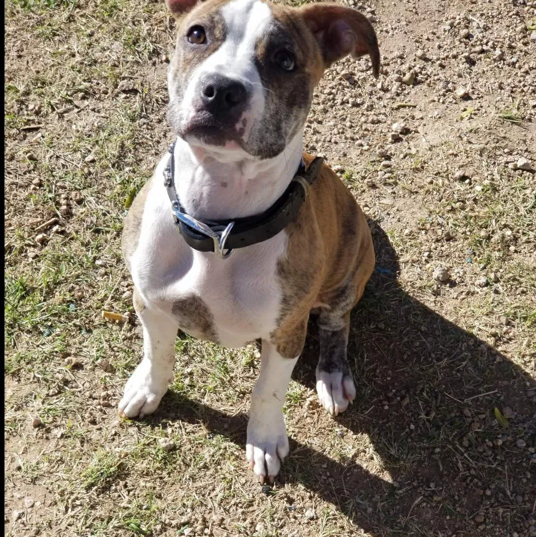 Lost dog in Glendale, AZ, 85304