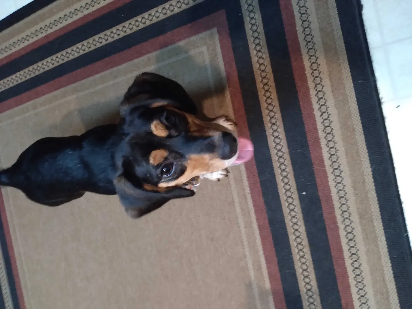 Found dog in Prattville, AL, 36067