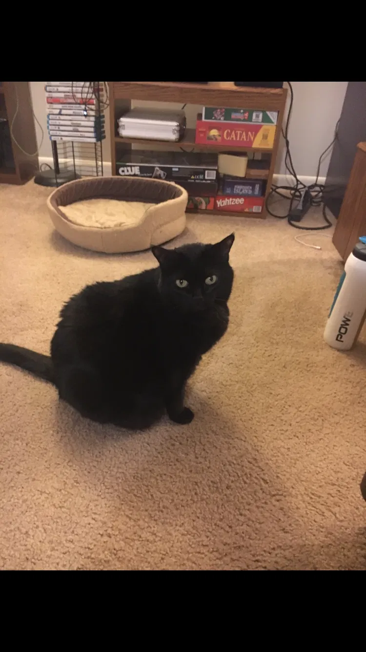 Lost cat in Saint Charles, IL, 60174