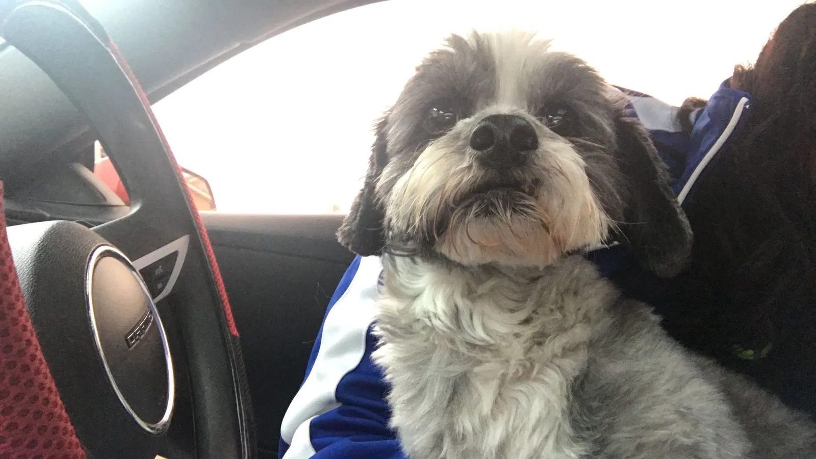 Found dog in El Paso, TX, 79936