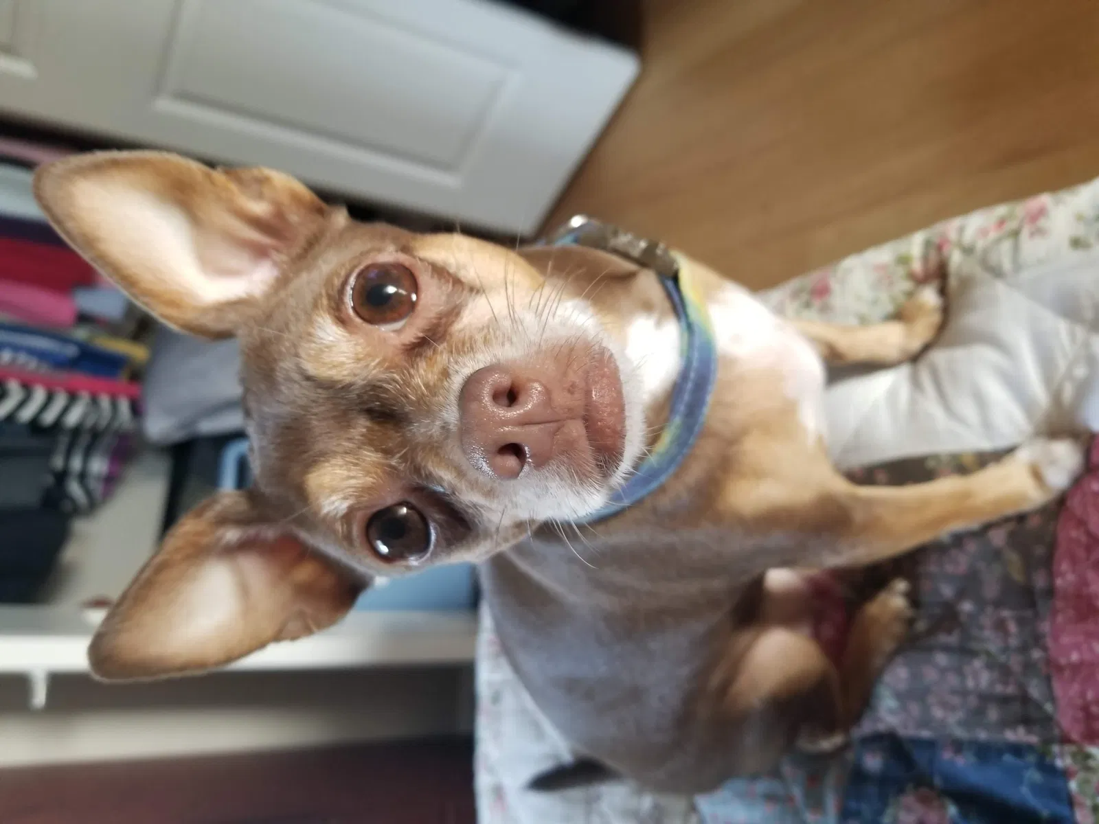 Lost dog in San Antonio, TX, 78201