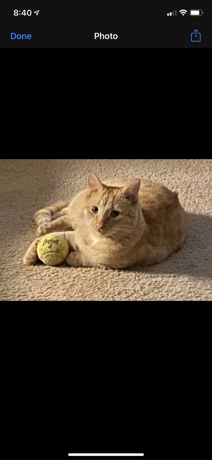 Lost cat in Boiling Springs, SC, 29316