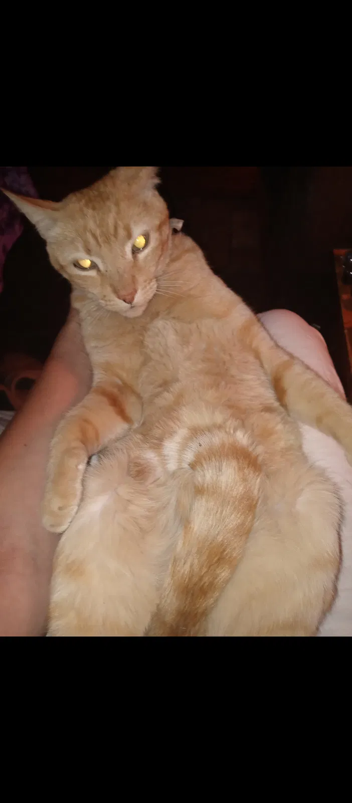 Lost cat in Albuquerque, NM, 87106