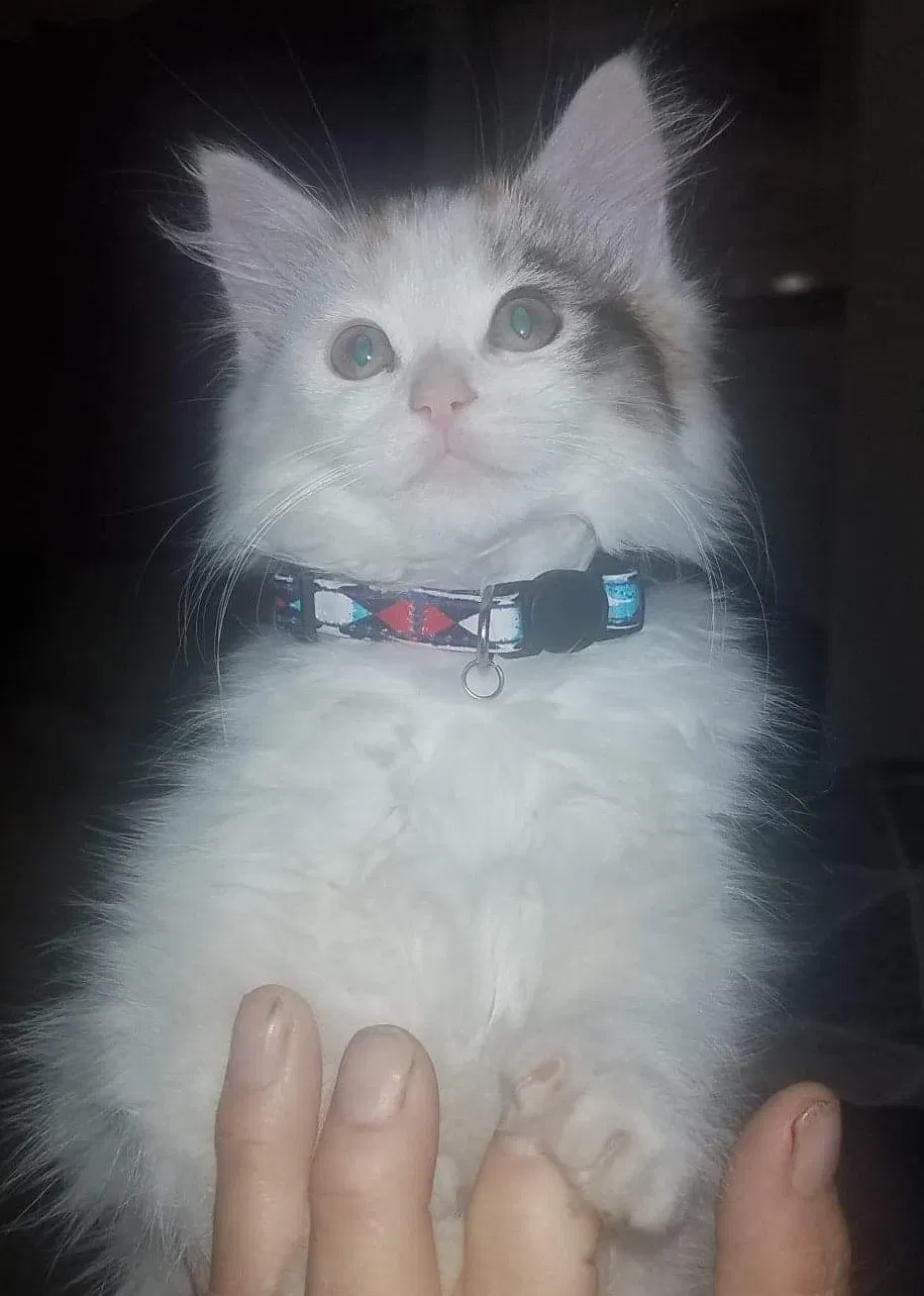 Lost cat in Littlerock, CA, 93543