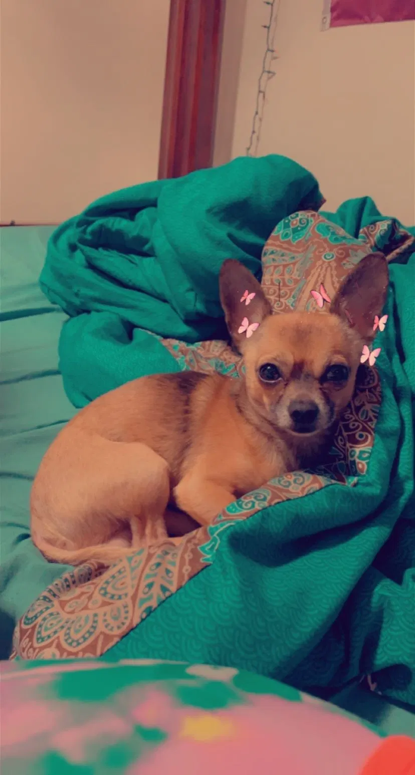 Lost dog in Burlington, NC, 27217