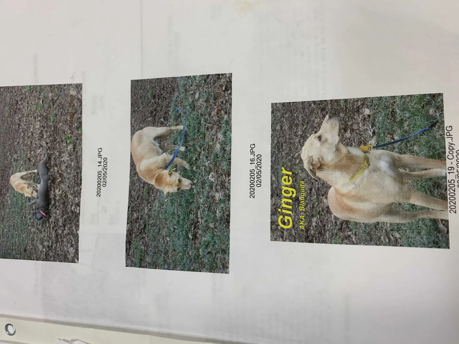 Lost dog in Rockford, IL, 61107