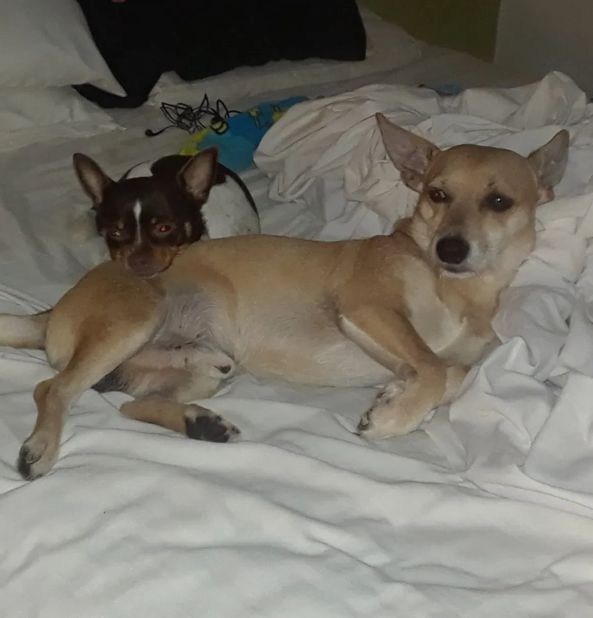 Lost dog in Dallas, TX, 75220