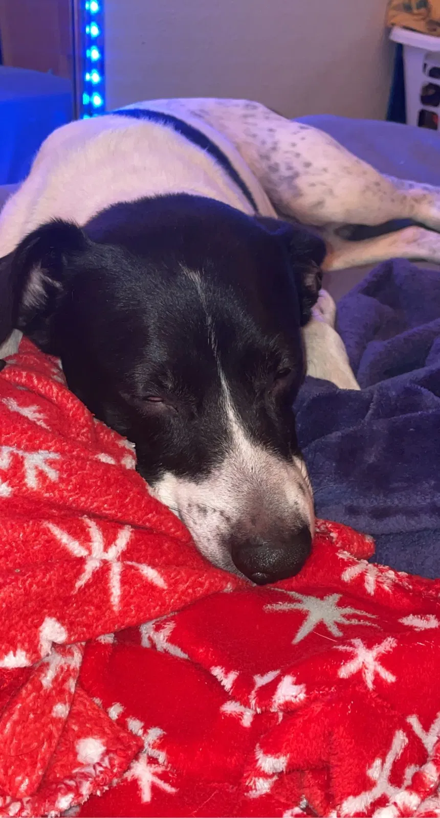 Lost dog in Greenwood, IN, 46143