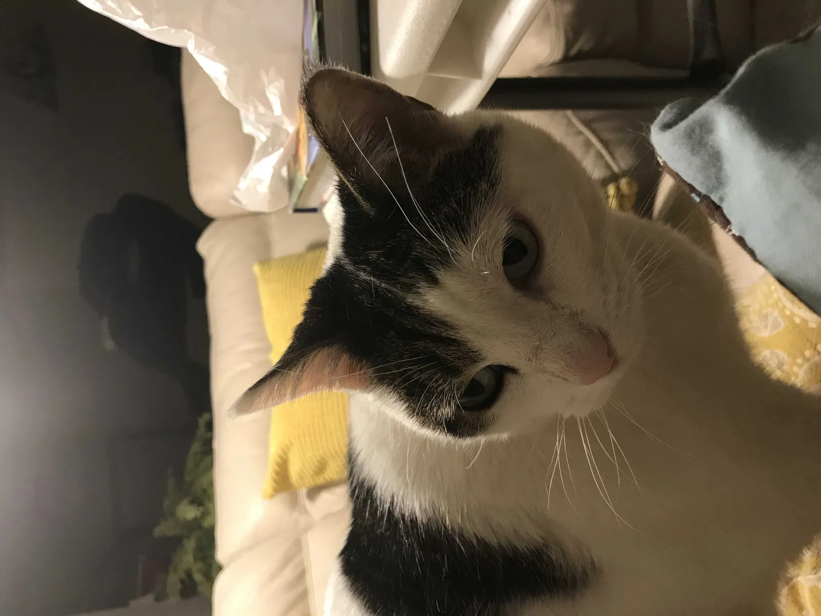 Lost cat in Jackson, WI, 53037