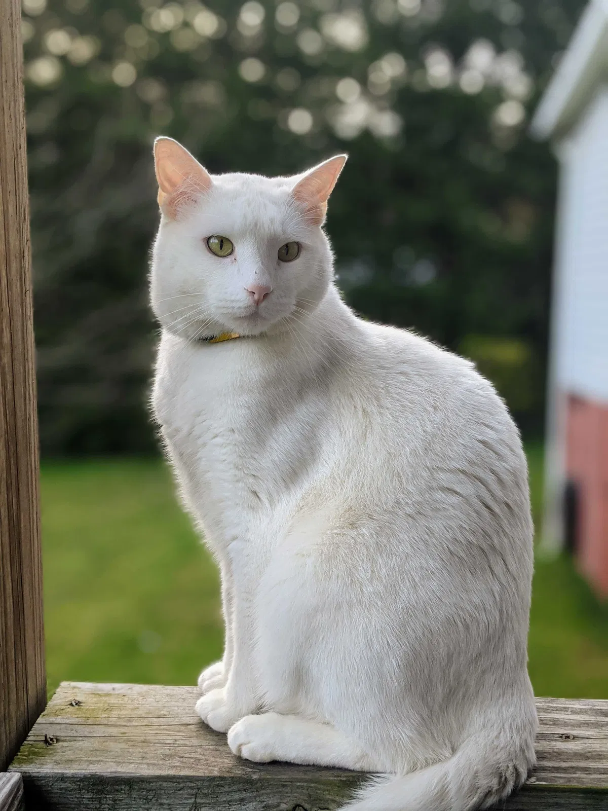 Lost cat in Statesville, NC, 28625