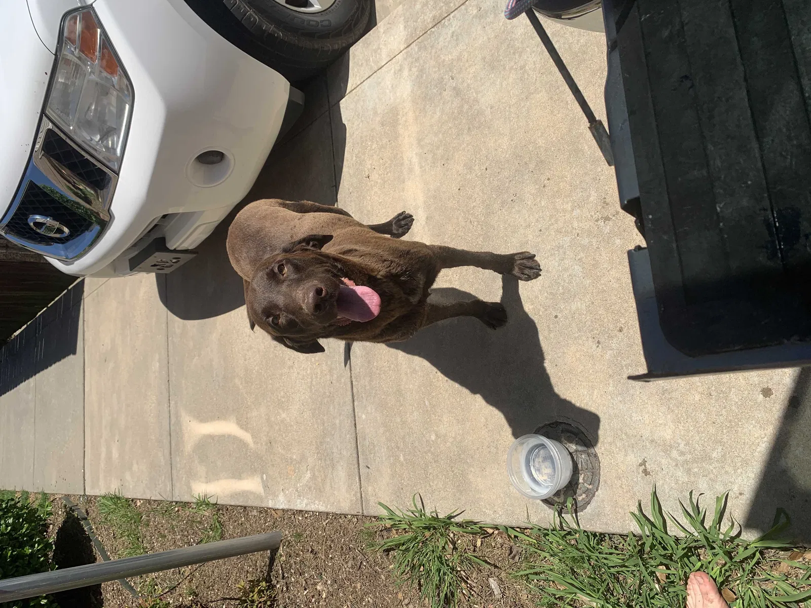 Found dog in Fort Smith, AR, 72901