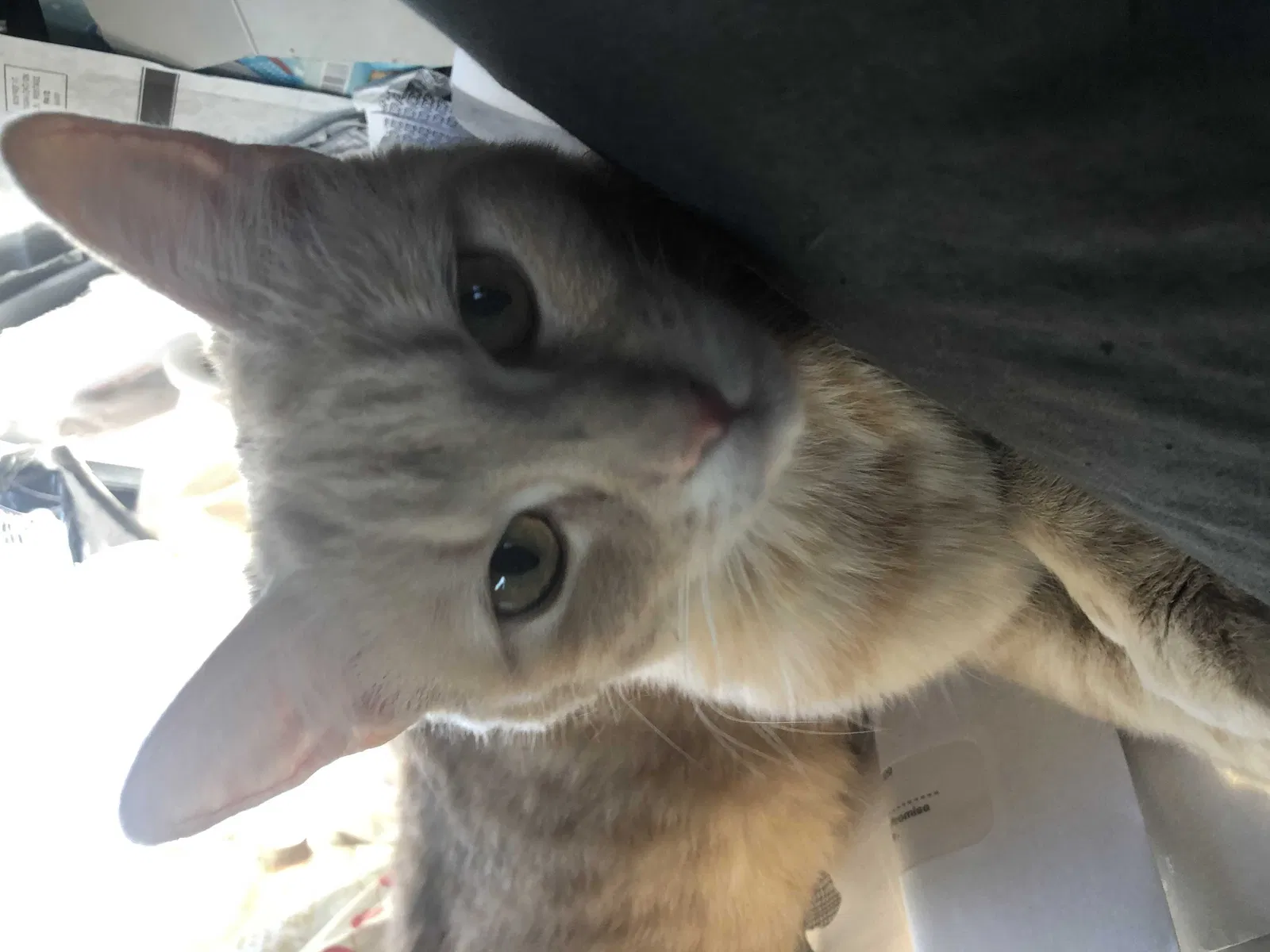 Lost cat in Burbank, CA, 91510