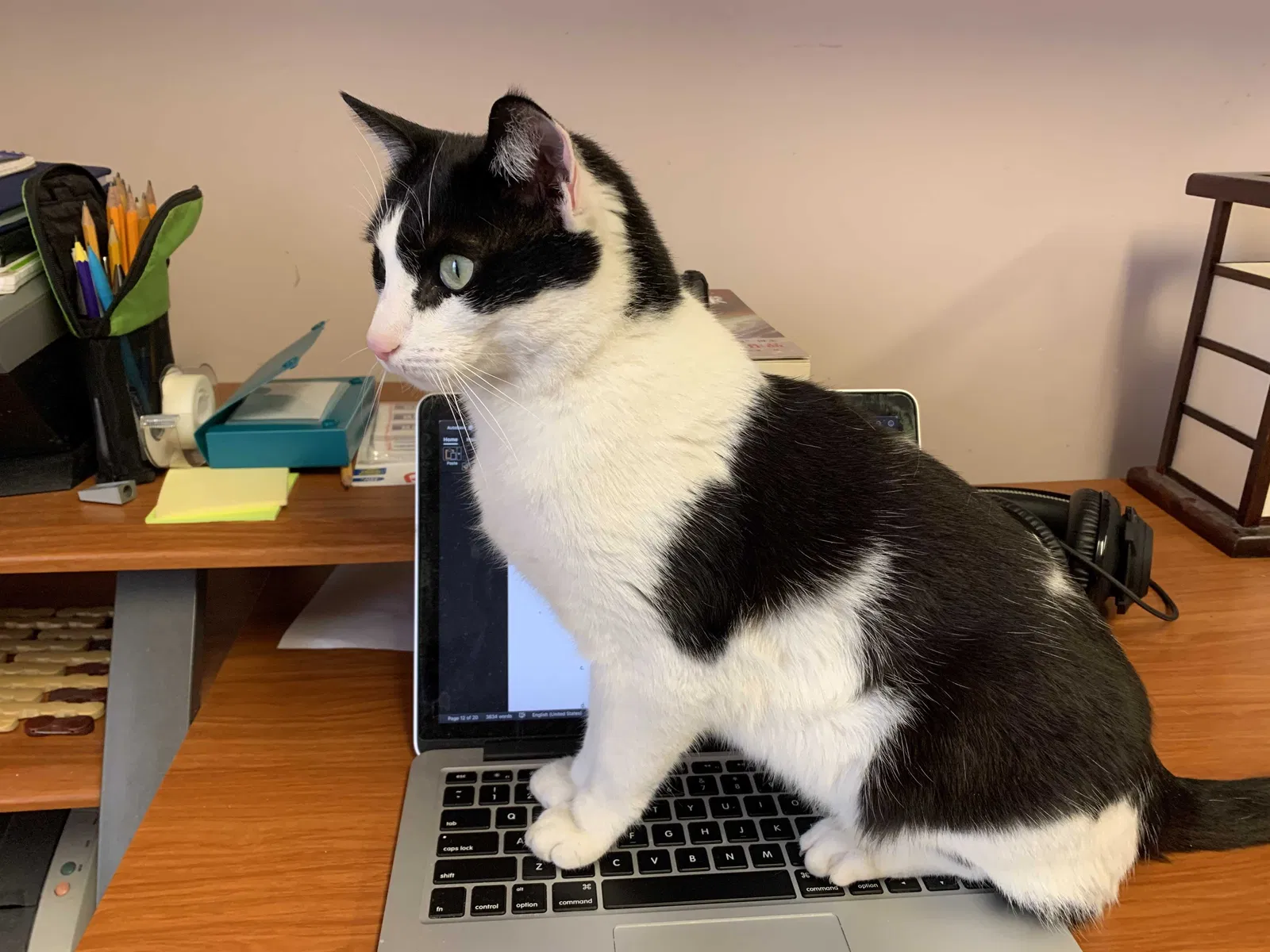 Lost cat in Chattanooga, TN, 37421