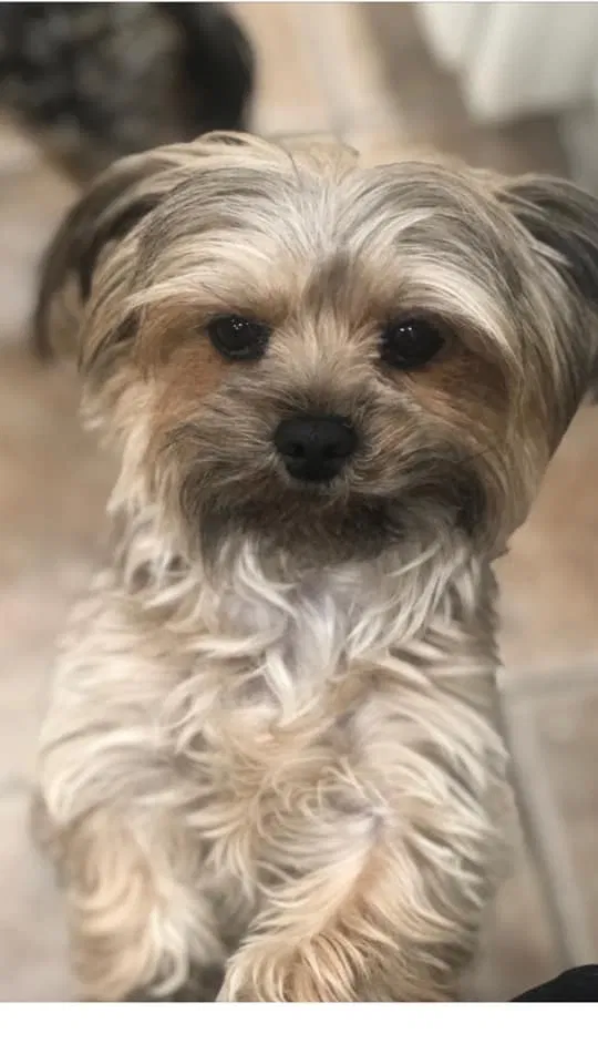 Lost dog in Warren, MI, 48089