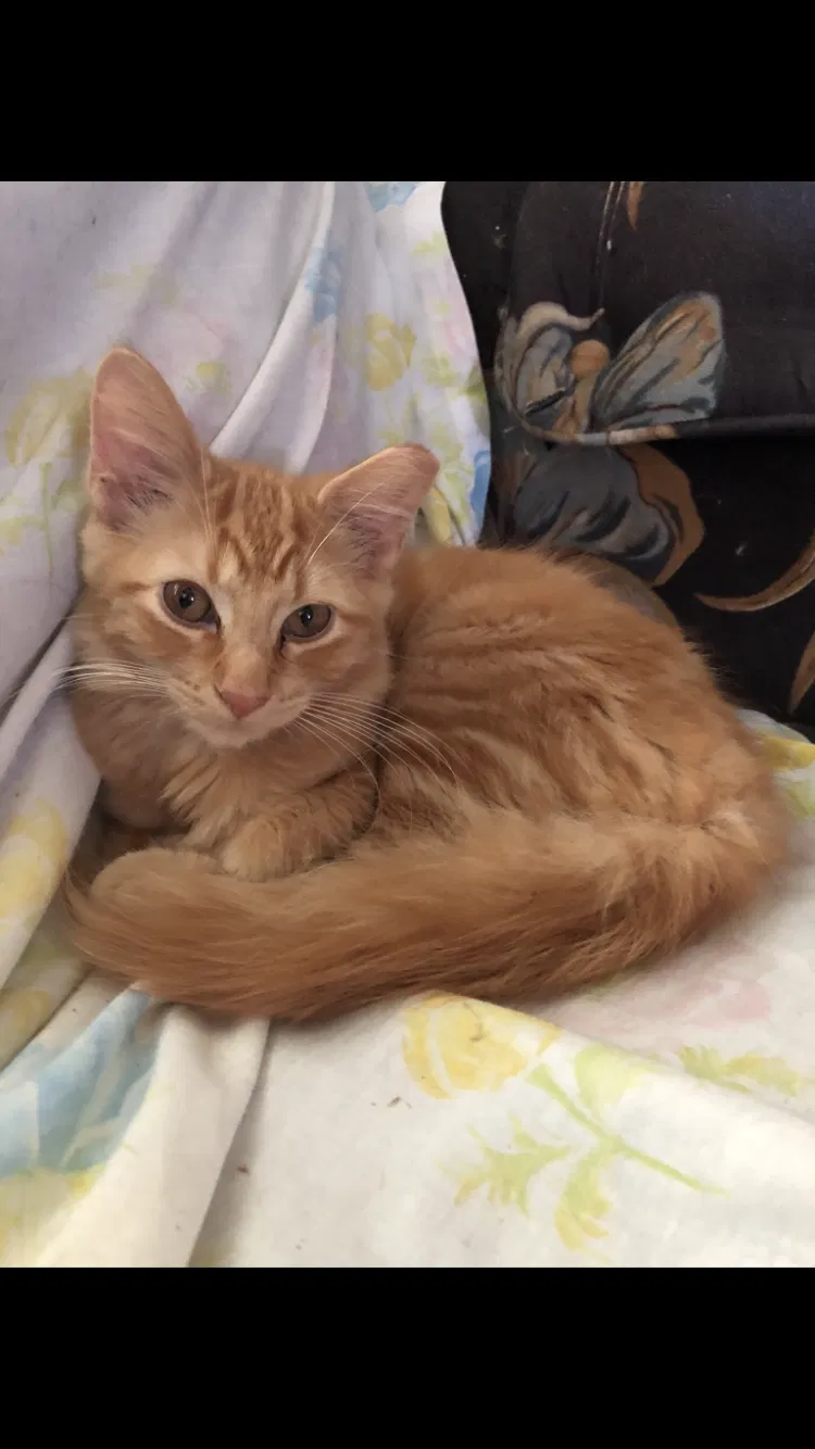 Lost cat in Dayton, OH, 45410