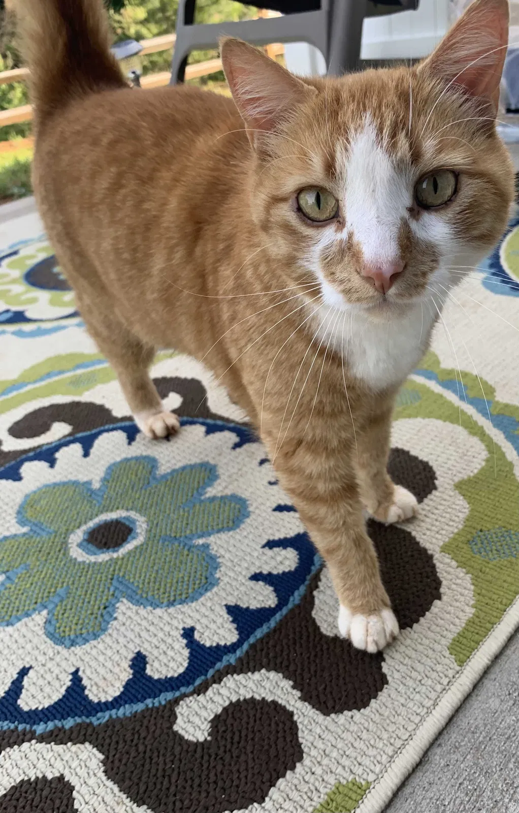 Found cat in Greer, SC, 29651