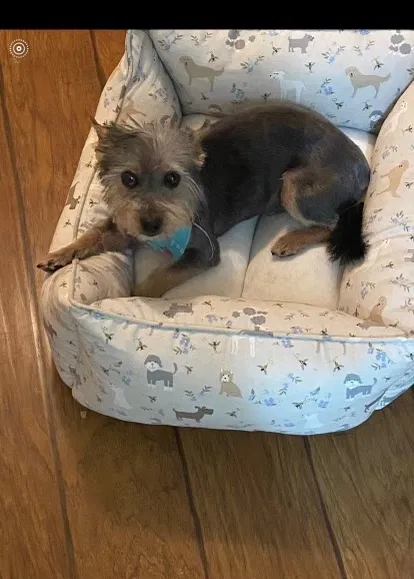Lost dog in New Orleans, LA, 70125
