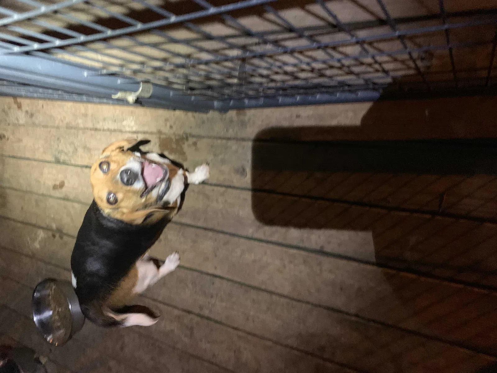 Found dog in Gaston, SC, 29053