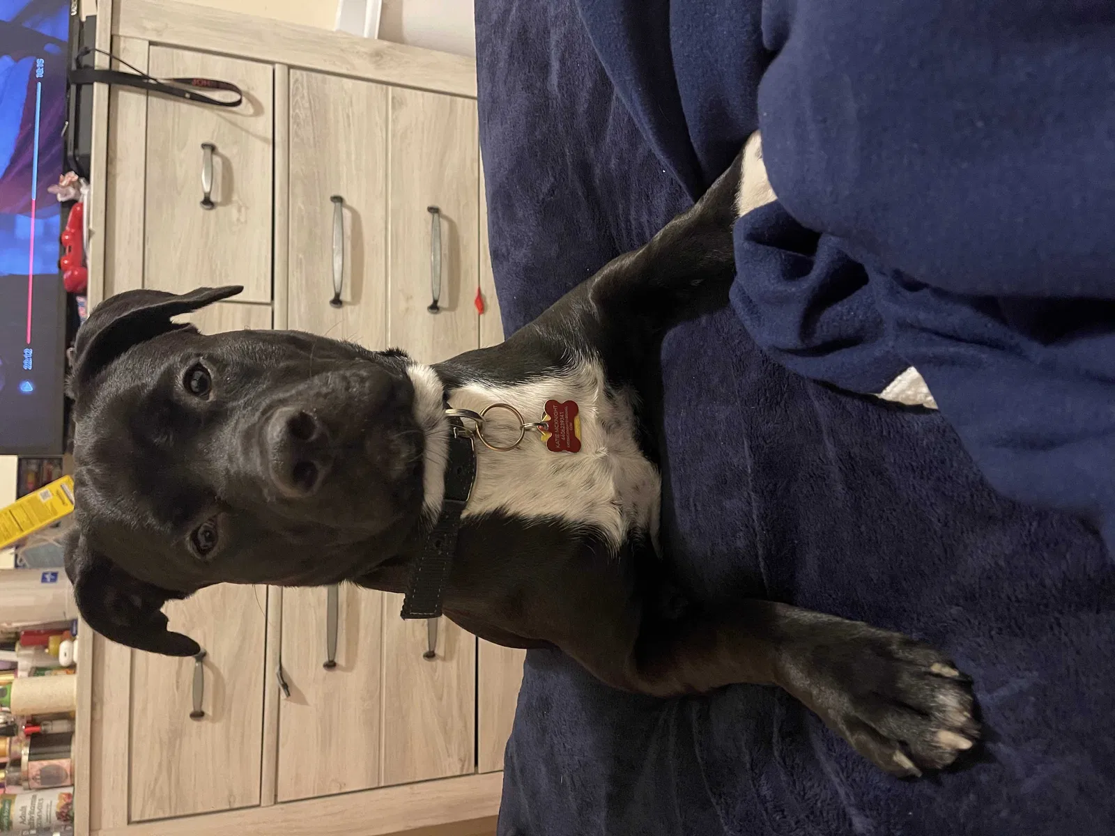 Lost dog in Cleveland, OH, 44135