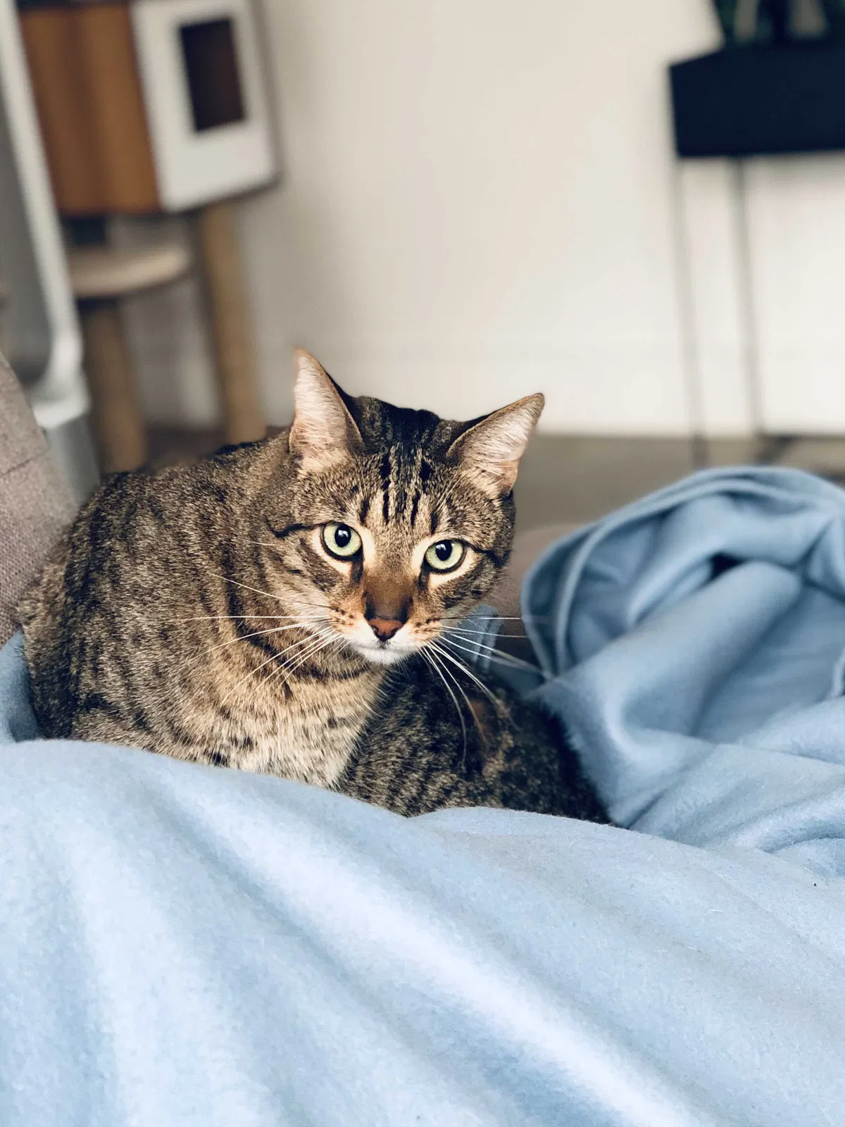 Lost cat in Kirkland, WA, 98033