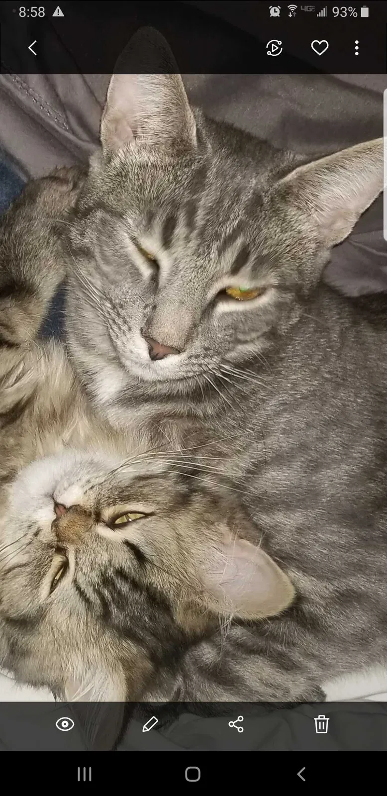 Lost cat in Voluntown, CT, 6384