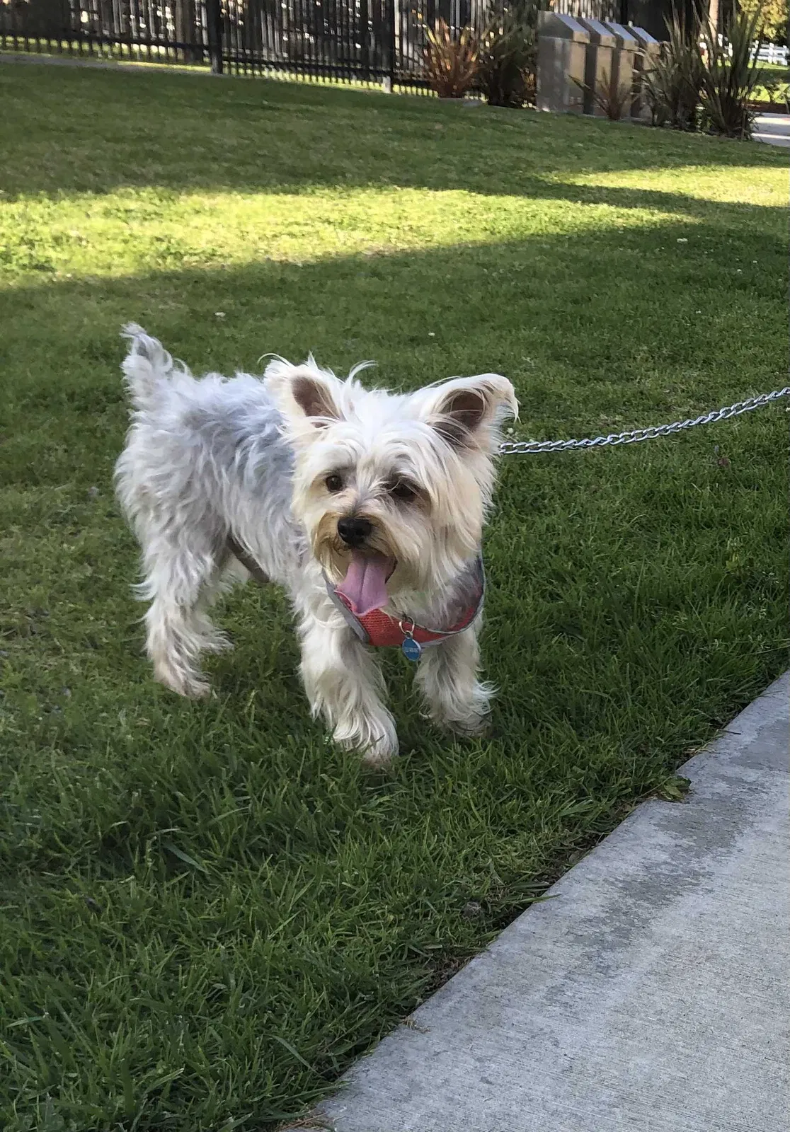 Lost dog in El Monte, CA, 91731